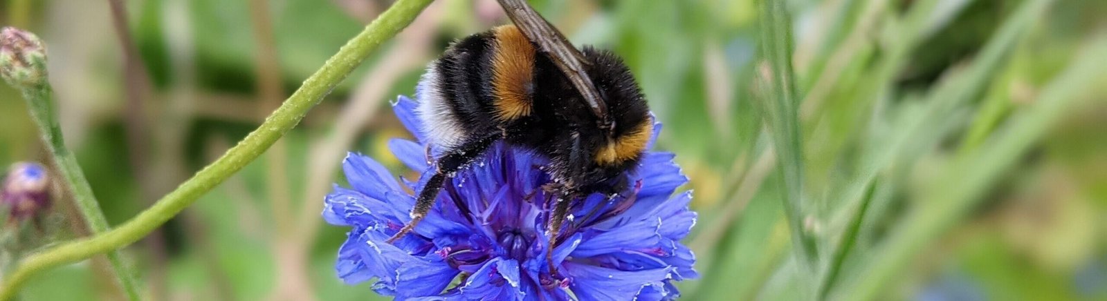 Nine plants and flowers to give on Valentine’s Day that don’t cost the earth