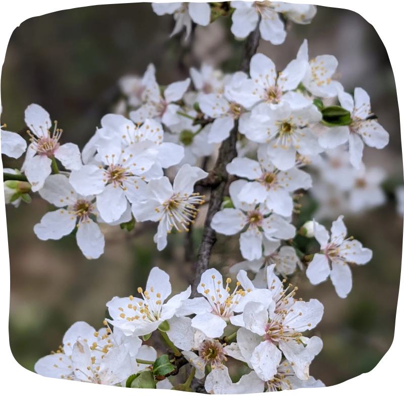 blossom