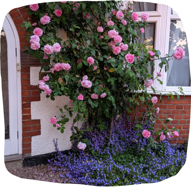 rose wall